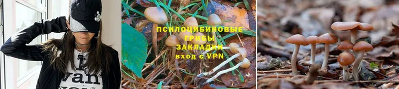 Галлюциногенные грибы Magic Shrooms  Курск 